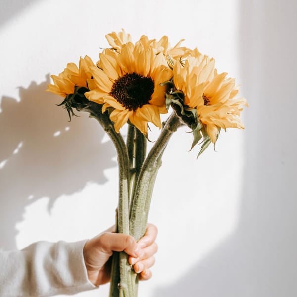 bukiet słoneczników